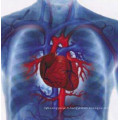Maladies Cardiovasculaires Thé Polyphénol (CAS 989-51-5)